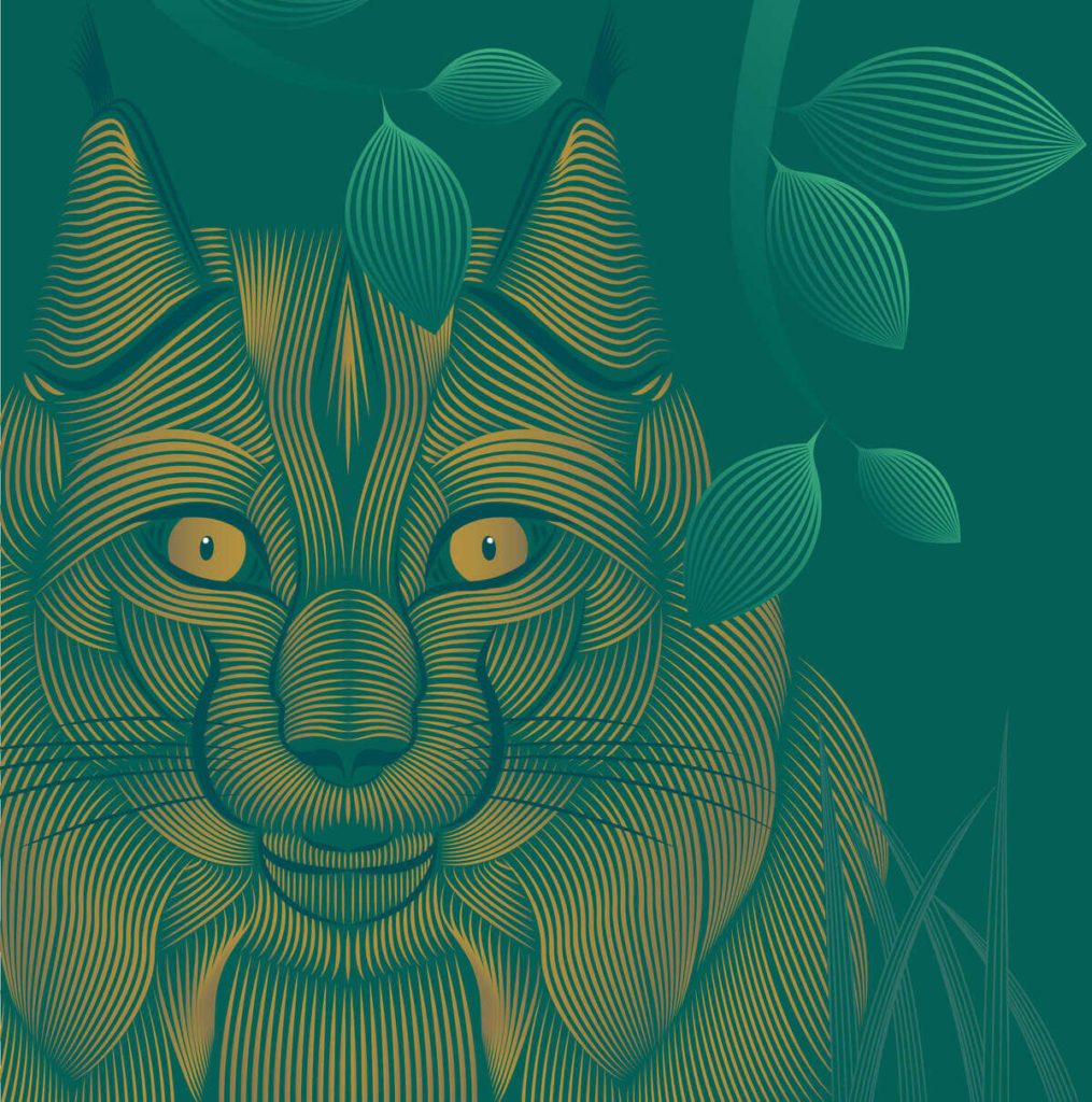 O-doo Magazine Lynx