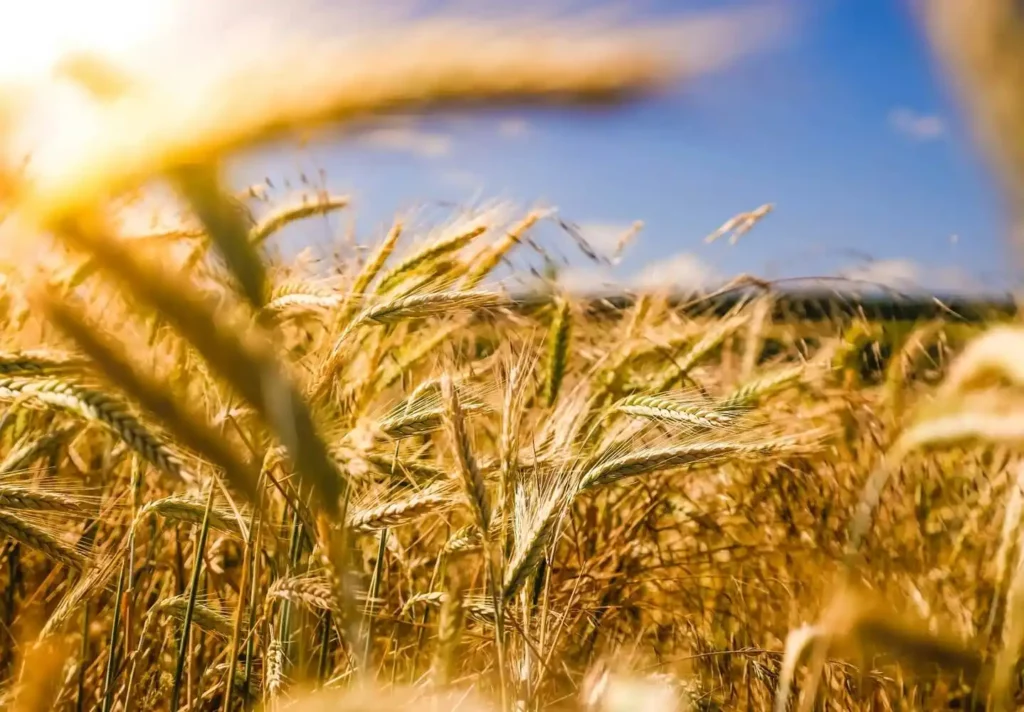 Avocat Bardet Lhomme